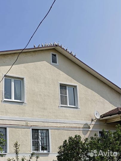 Продажа голубей