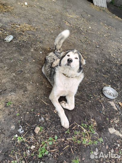 Щенки маламут