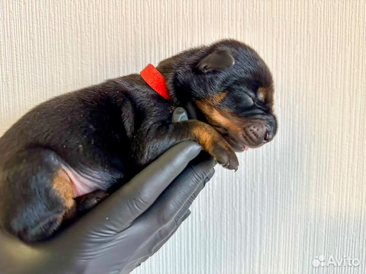 Доберман щенки