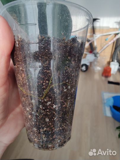 Фикус каучуконосный эластика