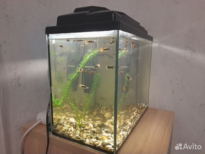 Аквариум 20 литров