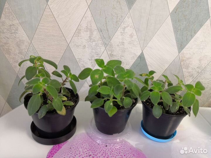 Стрептокарпелла голубая