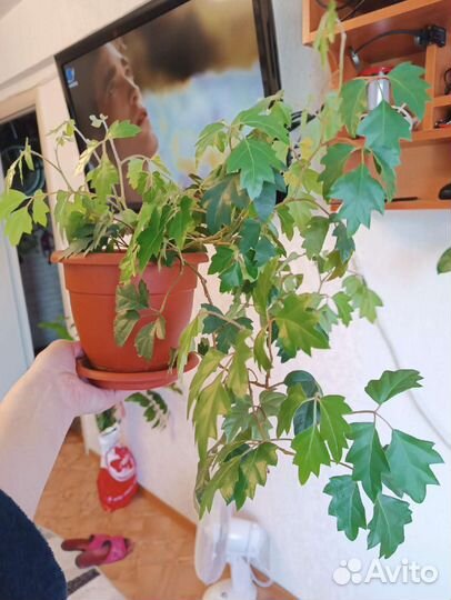 Берëзка, хойя