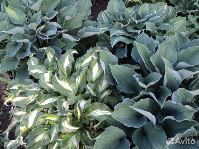 Хоста, 4 вида