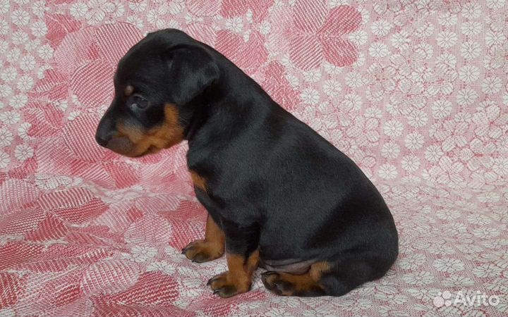 Цвергпинчер