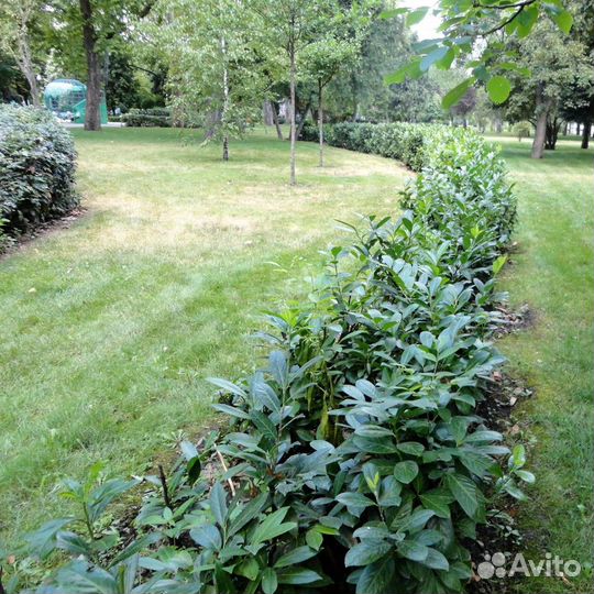 Лавровишня Лекарственная и Лузитанская, семена