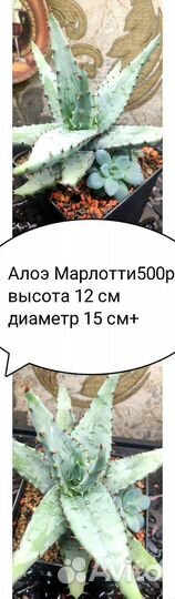 Суккуленты