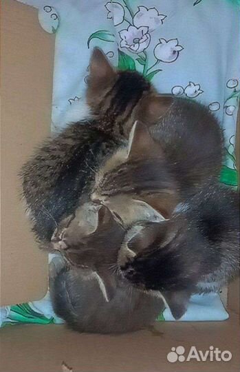 Котята в добрые руки бесплатно