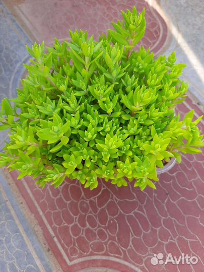 Овсяница,райграс, очитки и др. Многолетники