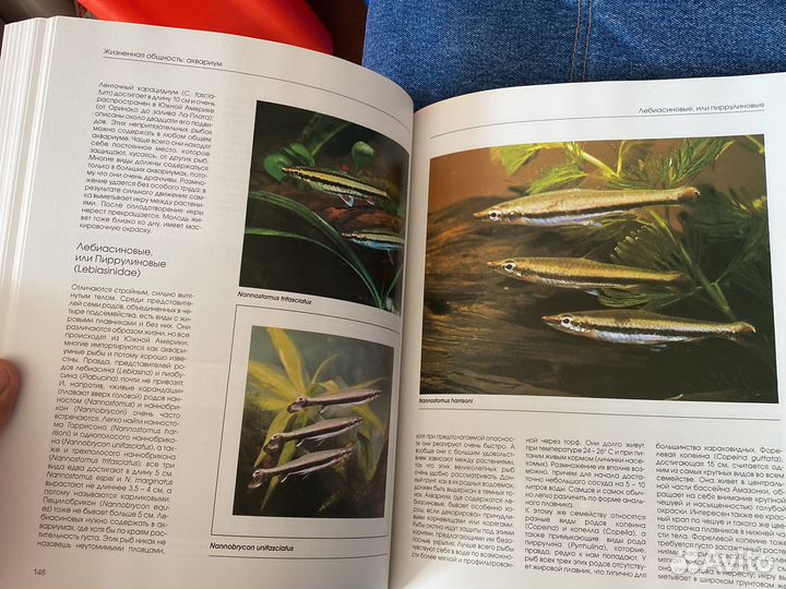 Аквариум и его обитатели