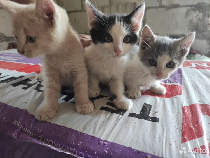 Котята в добрые руки мальчики