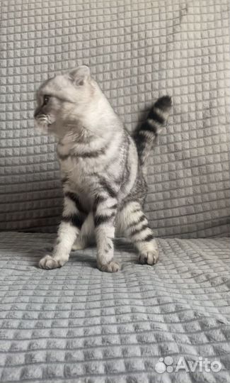 Шотландская