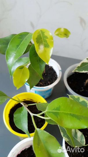 Комнатные цветы фикус