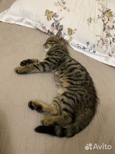 Отдадим котенка в добрые руки