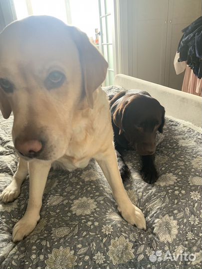 Домашняя индивидуальная передержка-отель для собак