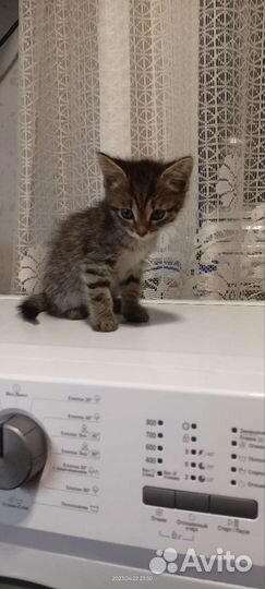 Котята бесплатно