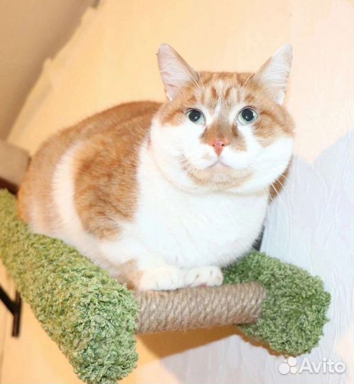 Кошка в дар