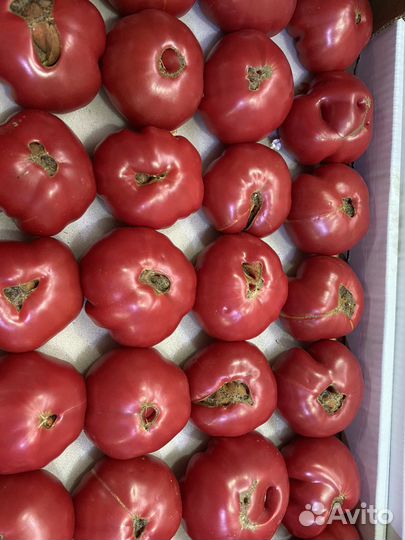 Помидоры
