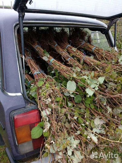 Саженец малины (разные сорта)