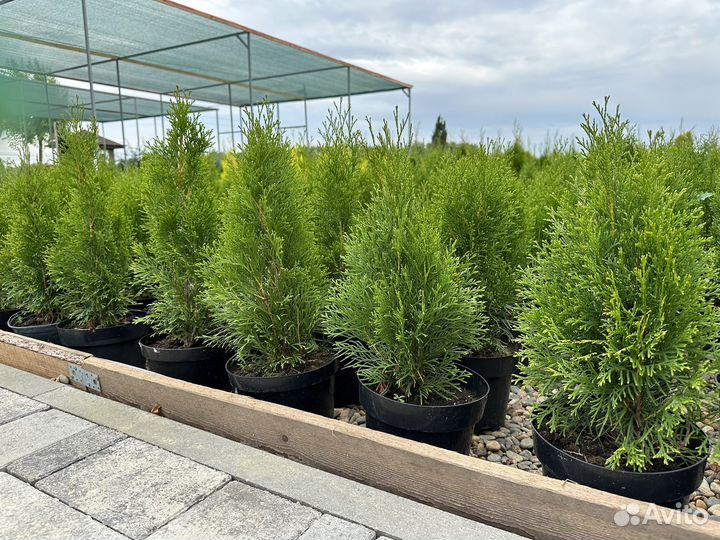 Туя смарагд