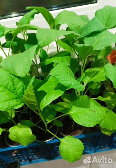 Рассада баклажан