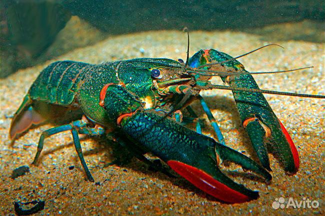 Раки австралийские