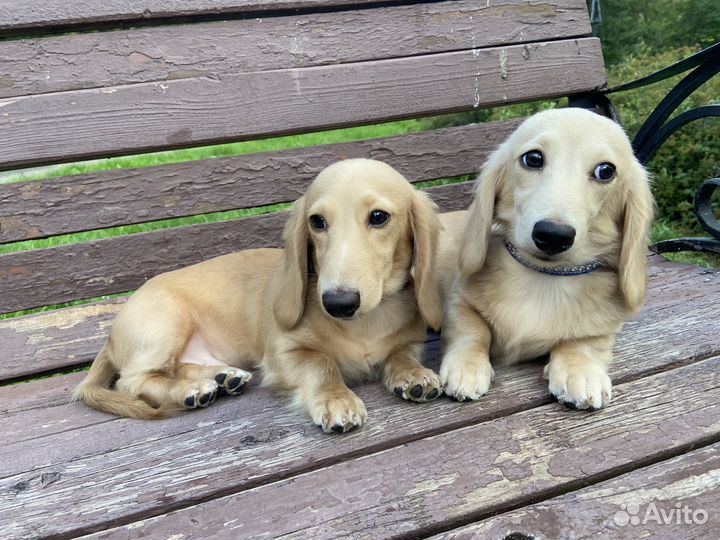 Щенки таксы кремовой (английский крем)