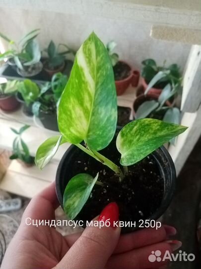 Сциндапсус,сингониум