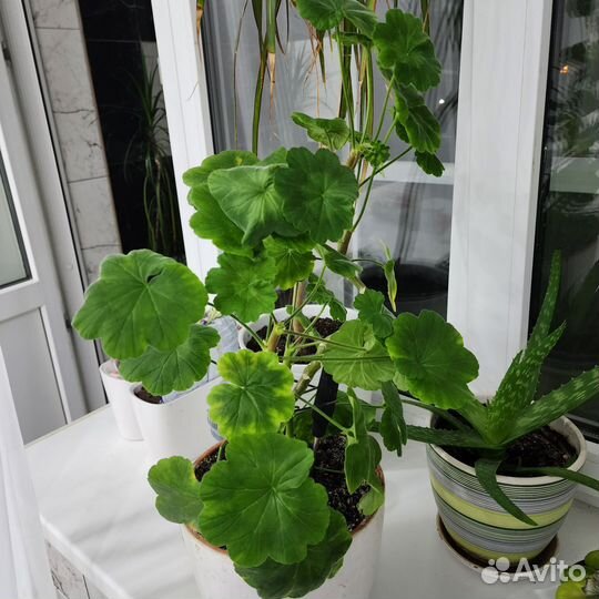 Герань пеларгония цветущее растение