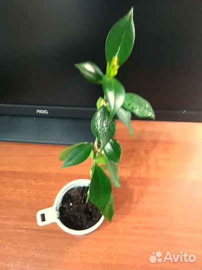 Эсхинантус,черенки укоренённые,продаю