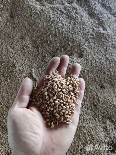 Овёс пшеница