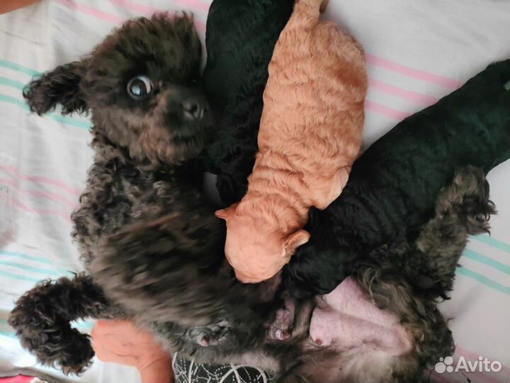 Той-пудель мини