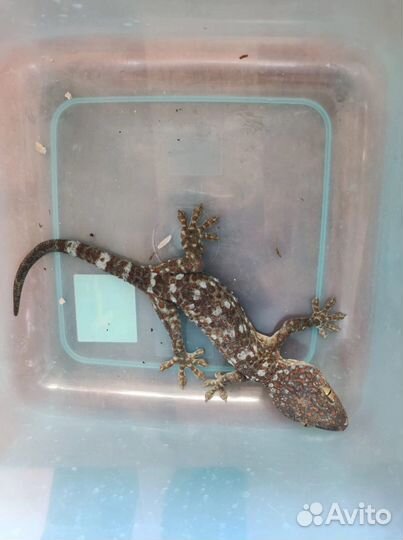 Геккон токи