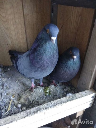 Николаевские сизые сплошные