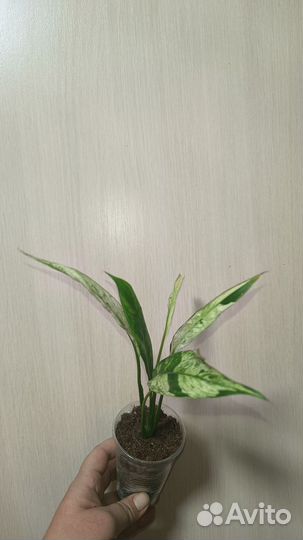 Спатифиллум Сноу кап