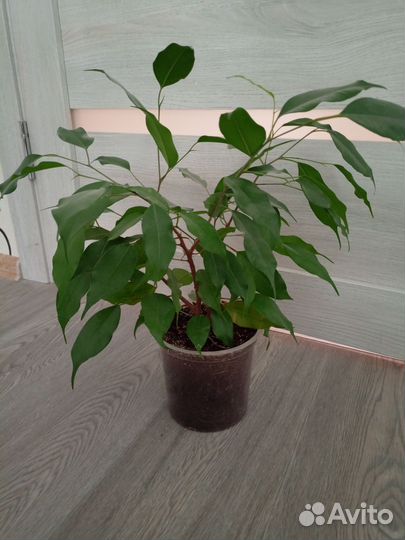 Фикус бенджамина