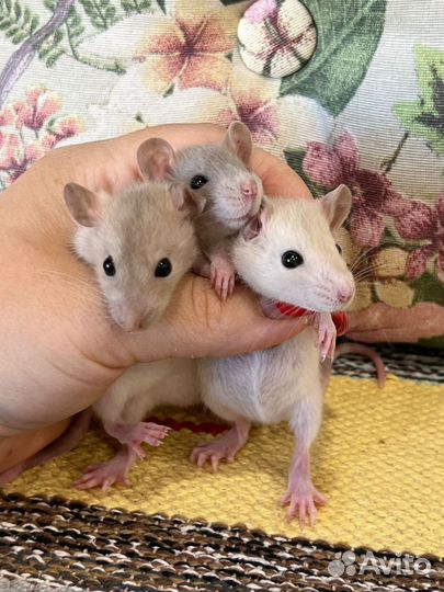 Ручные крысята девочки