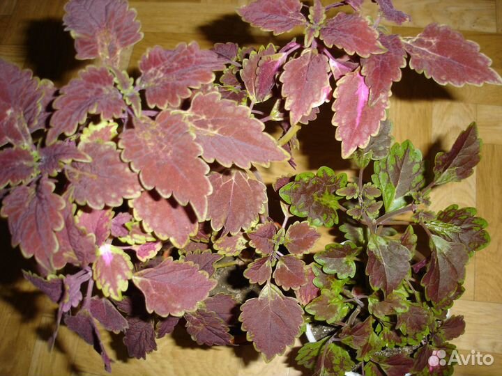 Колеус, бальзамин, толстянки, пеперомия