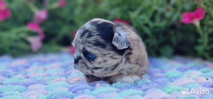 Чихуахуа девочка мерль
