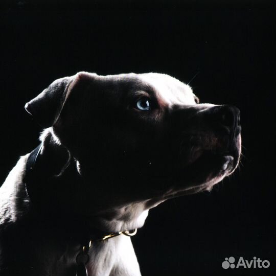 Сd Roger Waters – the dark side of the moon redux