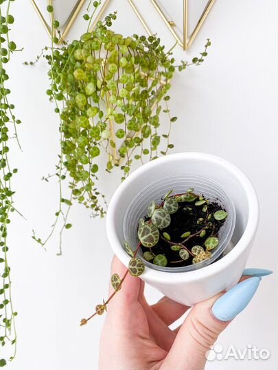 Хойя, Пеперомия и крестовник