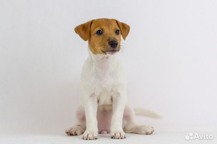 Золотое солнце девчушка на миллион