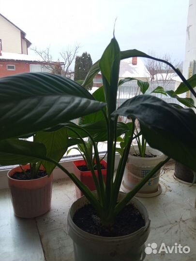 Спатифиллум- женское счастье