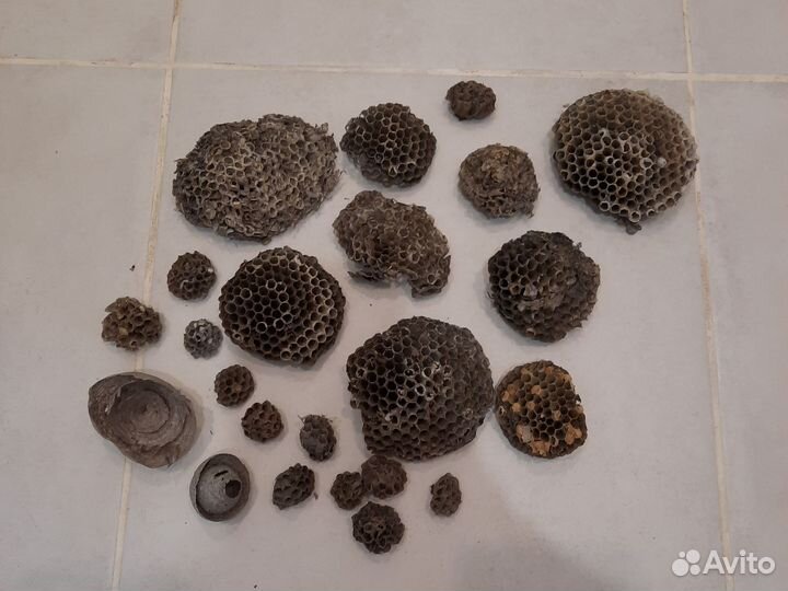 Осиное гнездо, осиный улей много 23 шт