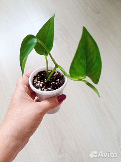 Голден Кинг, Сциндапсус