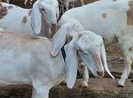 Англо нубийские дойные козы