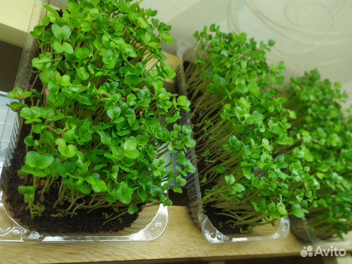 Микрозелень