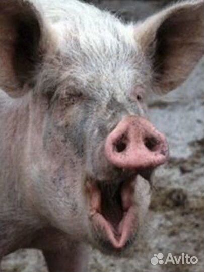 Мясо свинина оптом