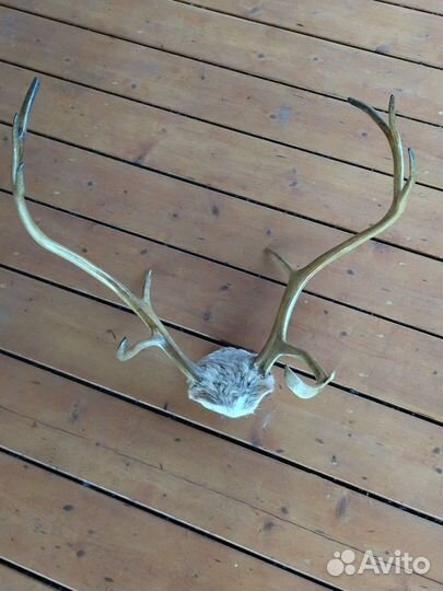 Рога оленя