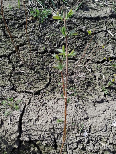 Жимолость высокая